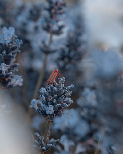 花上的昆虫